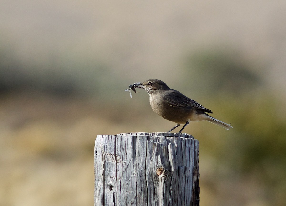 Black-billed Shrike-Tyrant - ML348423641