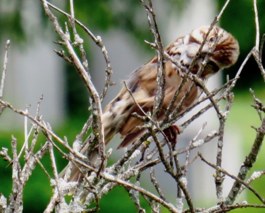 sangspurv - ML348423951