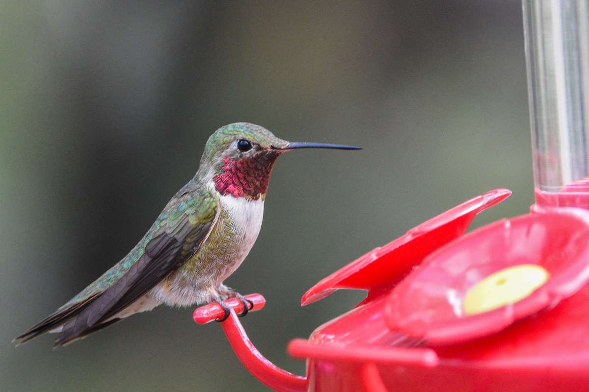 Broad-tailed Hummingbird - ML348424301