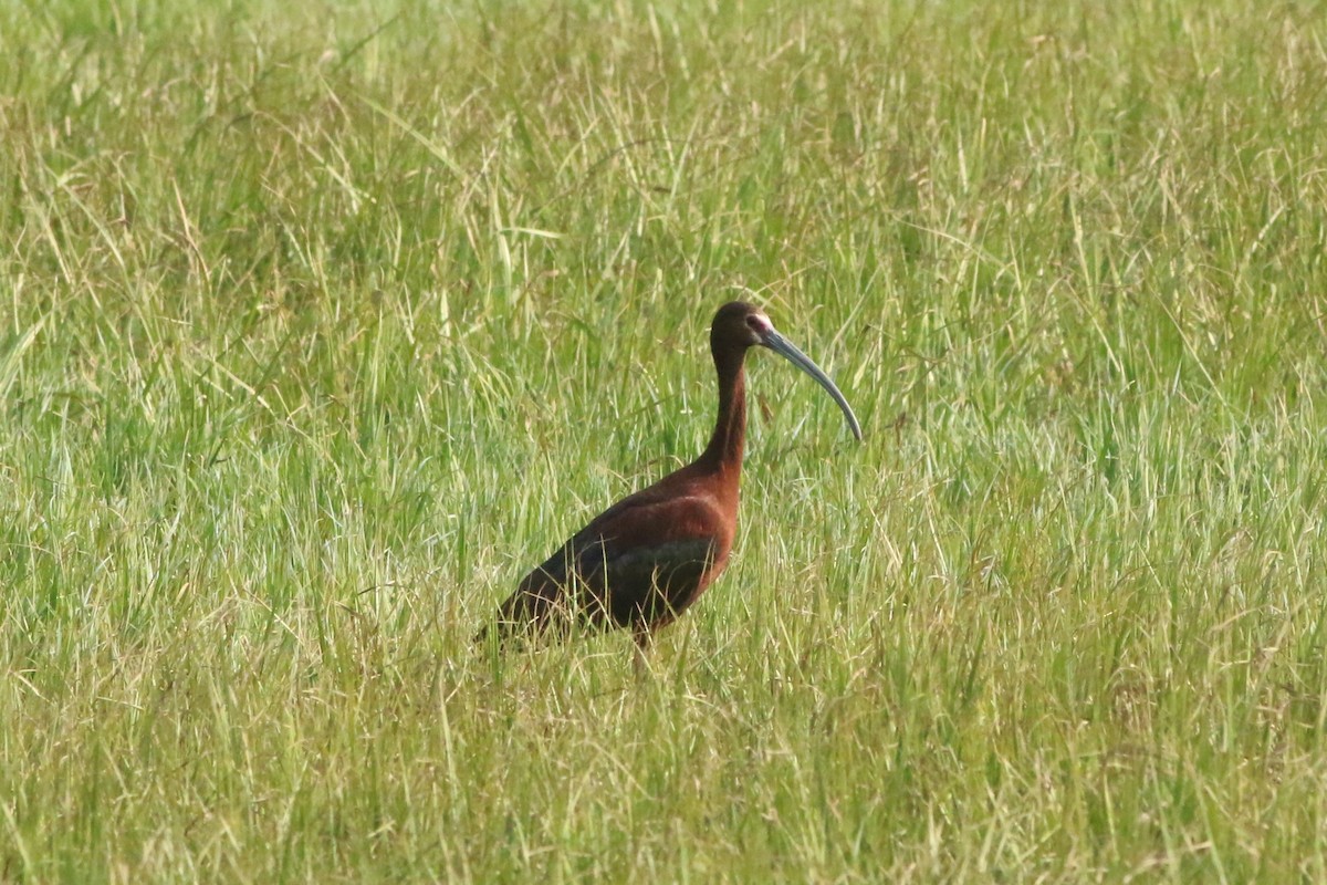 ibis americký - ML348424661