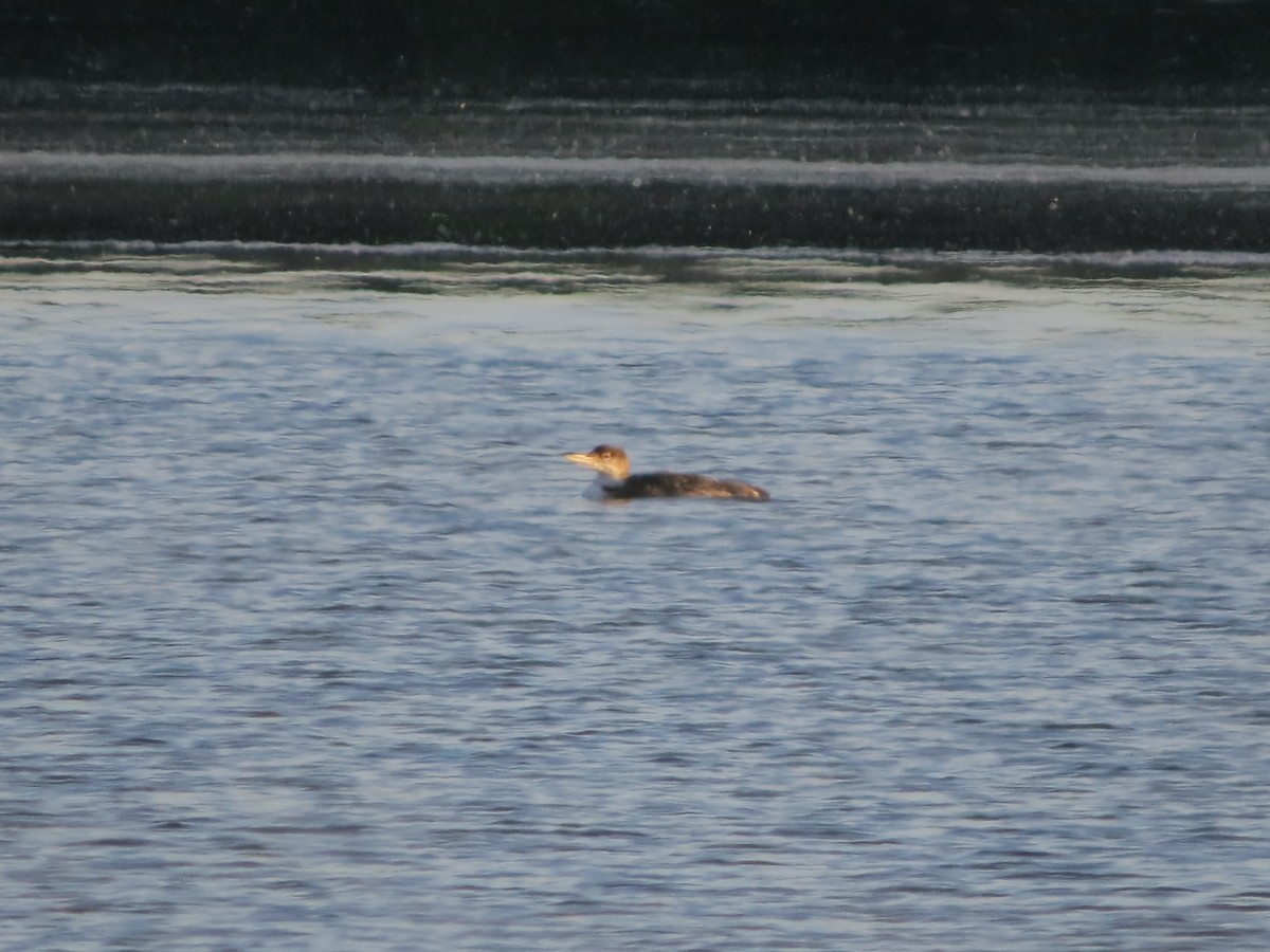 Plongeon huard - ML348425381
