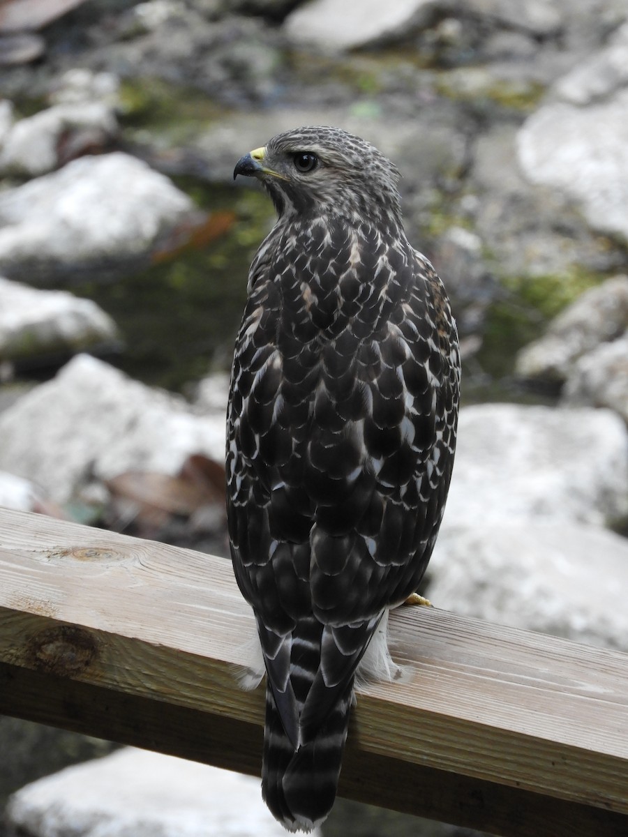 Red-shouldered Hawk - ML348425701