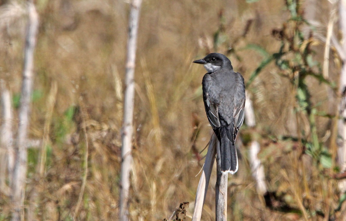 Eastern Kingbird - ML348426631