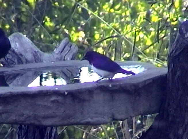 Violet-backed Starling - Josep del Hoyo