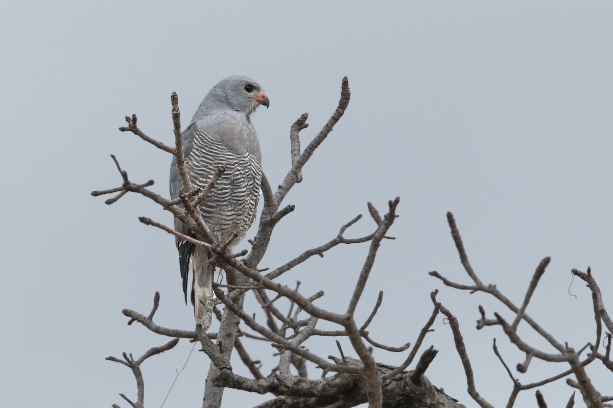 Lizard Buzzard - ML348426701