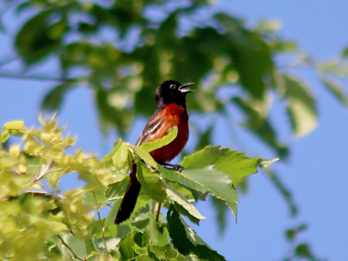 Orchard Oriole - Sherry Plessner