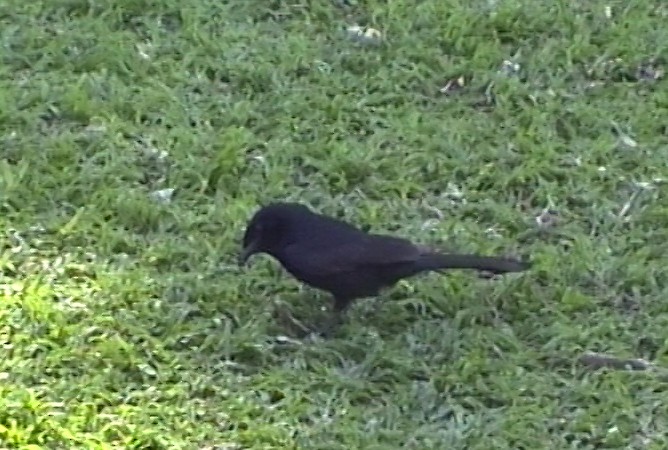 Fork-tailed Drongo (Clancey's) - ML348429041