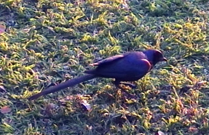 Meves's Starling (Meves's) - ML348430591