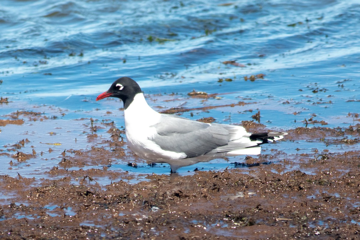 Franklin's Gull - ML348431271