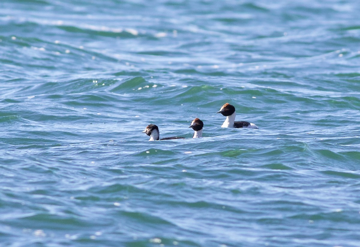 Hooded Grebe - ML348434901