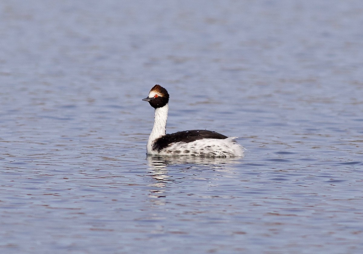 Hooded Grebe - Matias Torreguitar