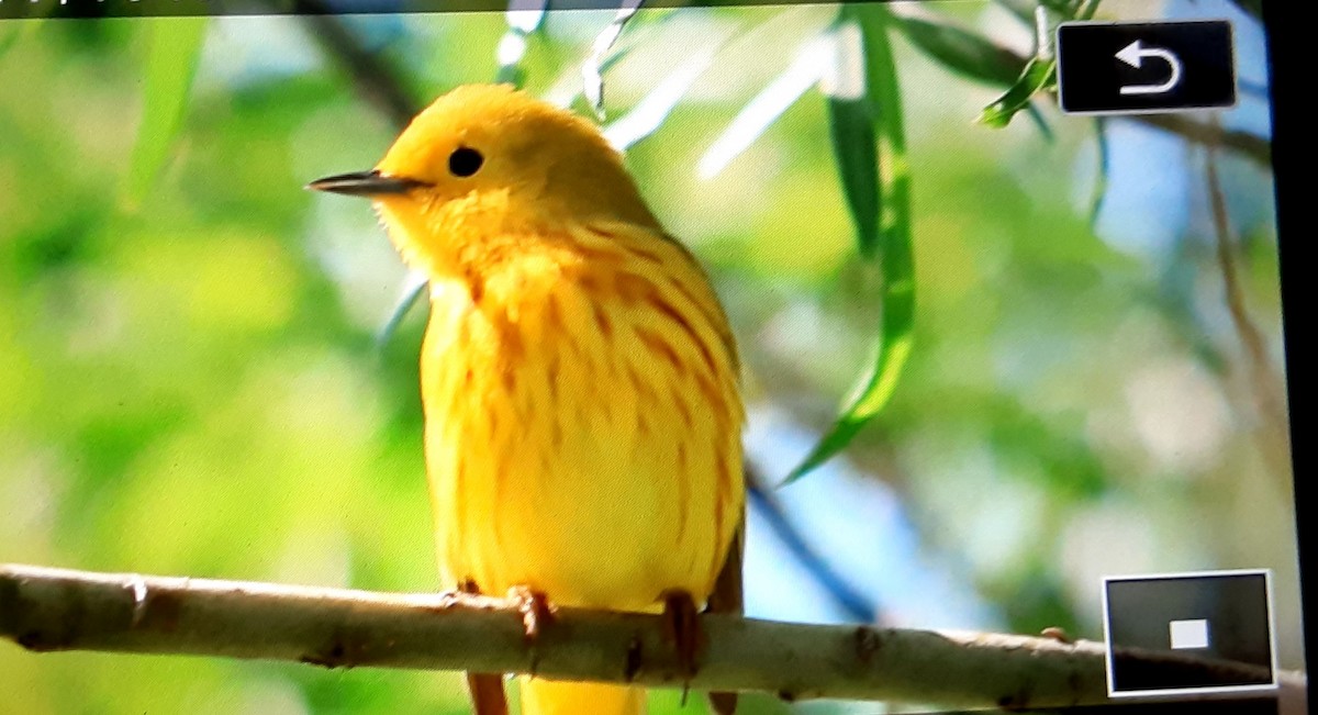 Yellow Warbler - Ronald Webb