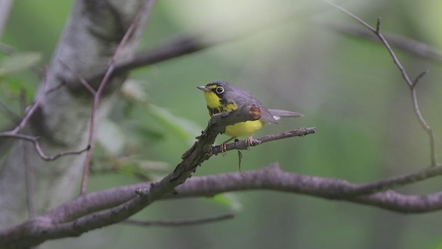 Canada Warbler - ML348437461