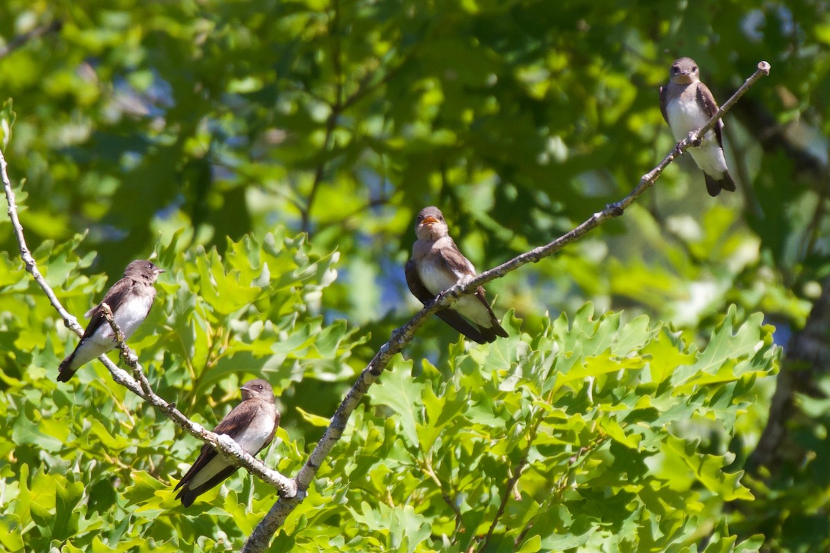 Northern Rough-winged Swallow - ML348441331