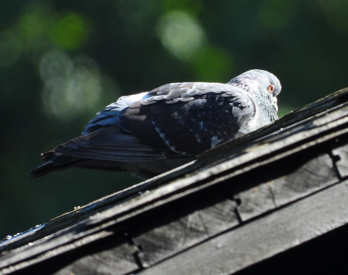 Rock Pigeon (Feral Pigeon) - ML348442301