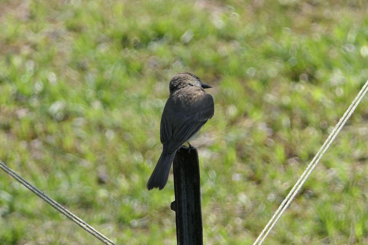 Eastern Phoebe - ML348445661