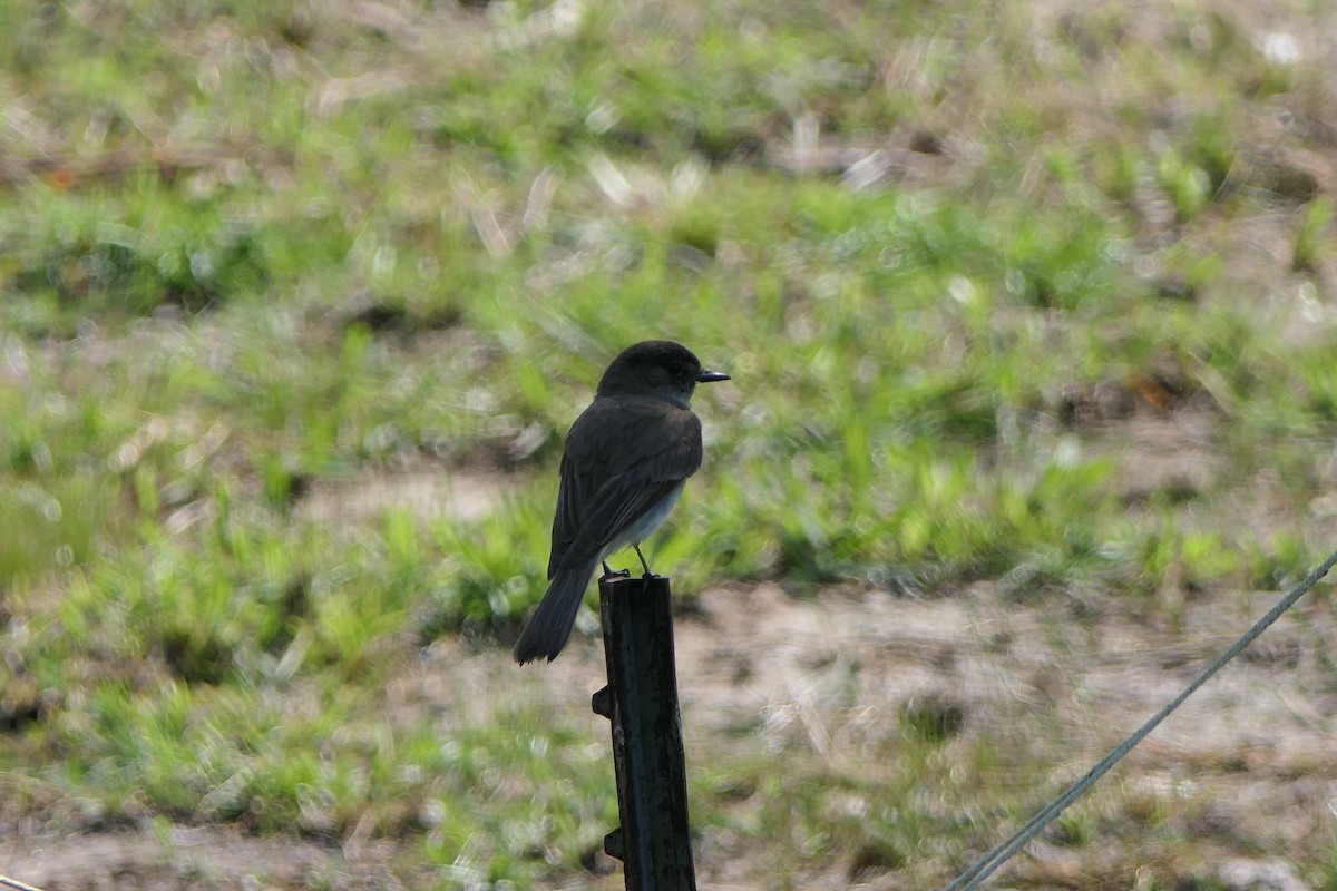 Eastern Phoebe - ML348445711