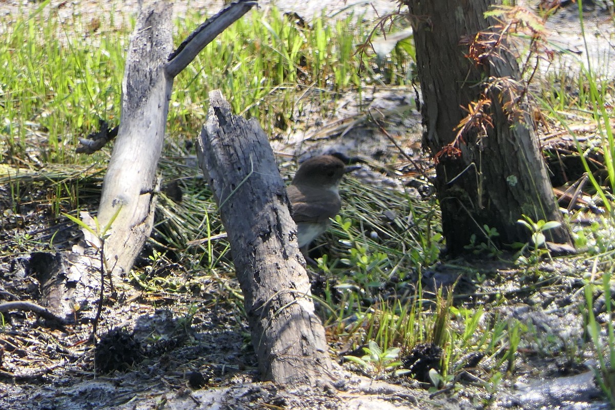 Eastern Phoebe - ML348445731