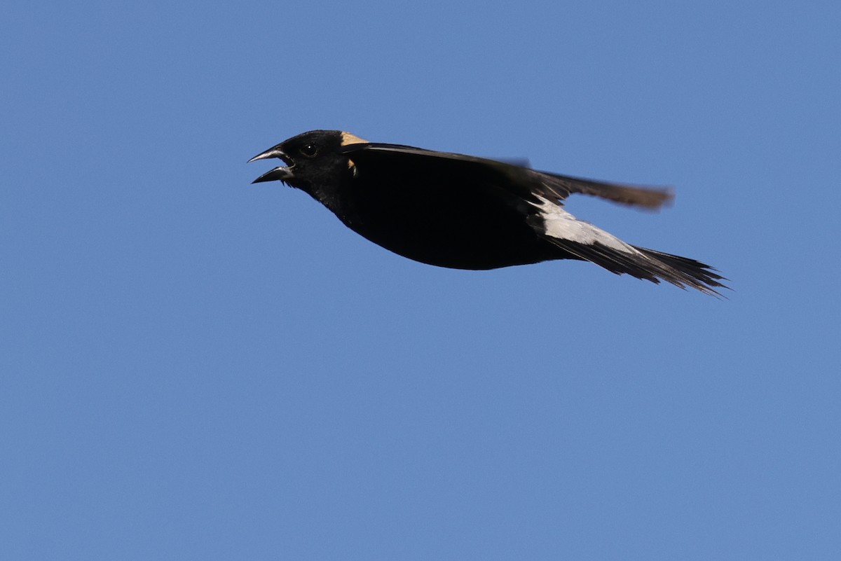 Bobolink - ML348446121