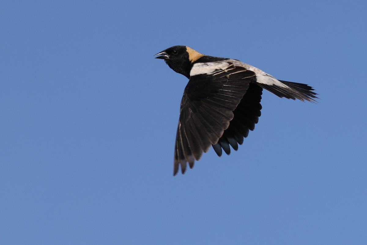 Bobolink - ML348446341