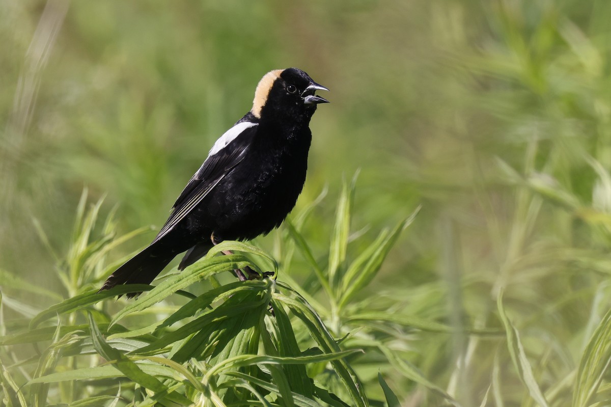 Bobolink - ML348446791