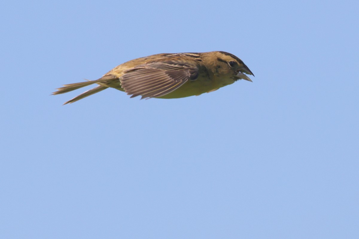 Bobolink - ML348446851