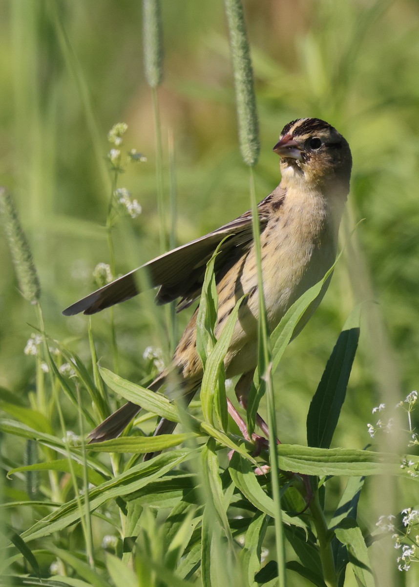 Bobolink - ML348447051