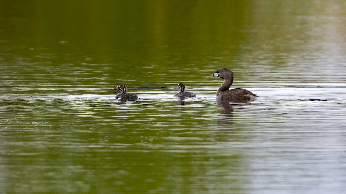 Pied-billed Grebe - ML348447691