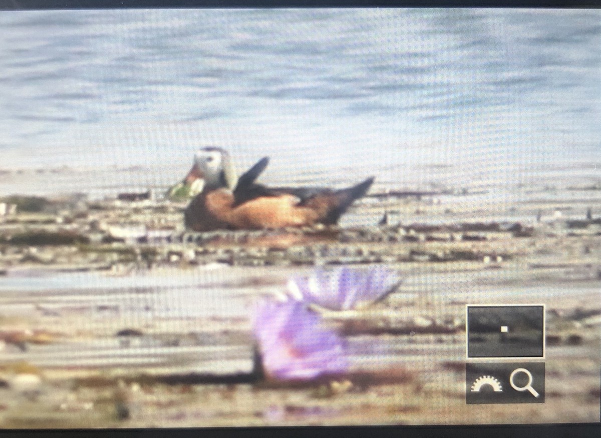 African Pygmy-Goose - Alex Wiebe