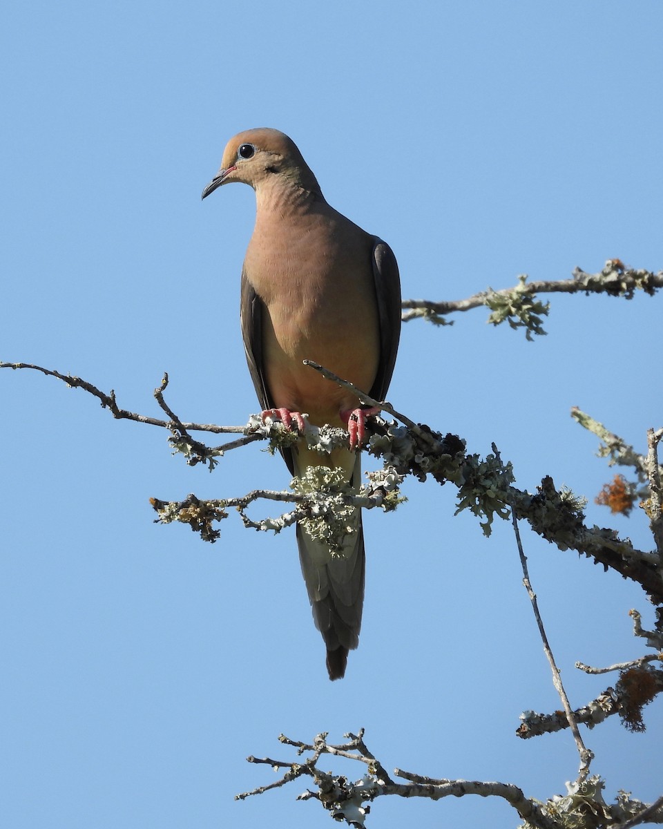 Mourning Dove - grete pasch