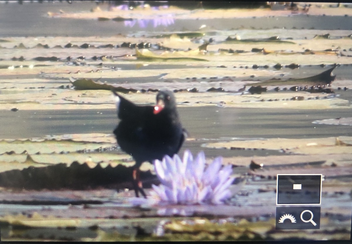 Allen's Gallinule - Alex Wiebe