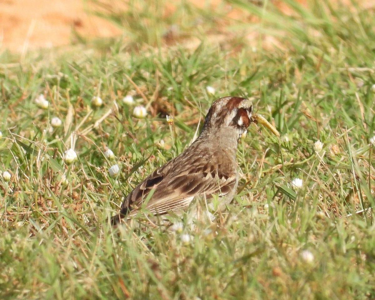 Lark Sparrow - grete pasch