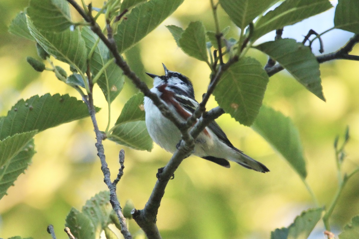 Chestnut-sided Warbler - Evan Larson