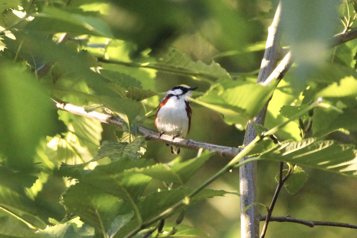 Chestnut-sided Warbler - Evan Larson