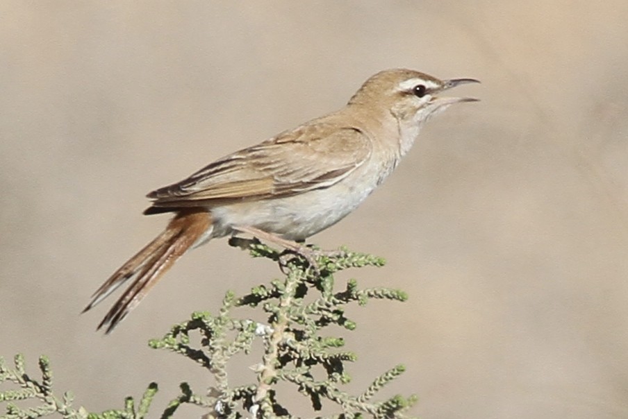 Rufous-tailed Scrub-Robin - ML348450571