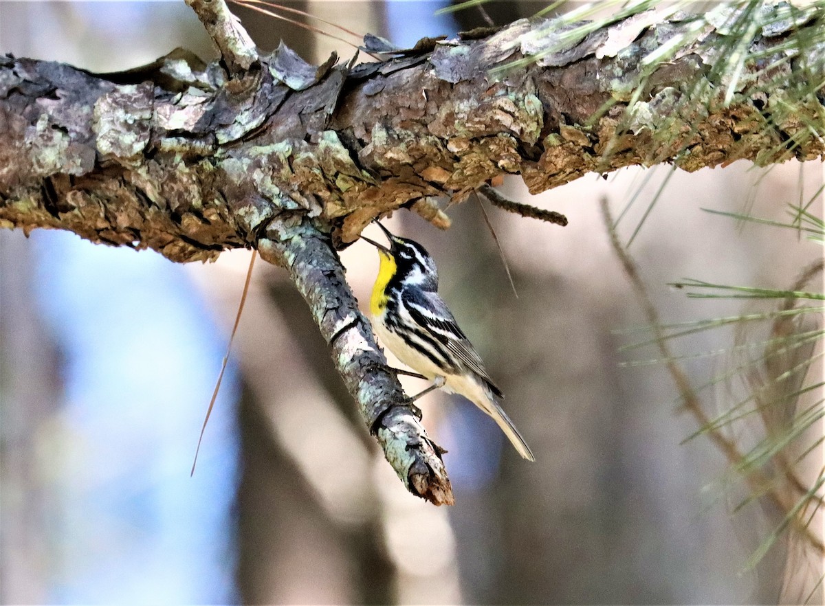 Yellow-throated Warbler - ML348450721