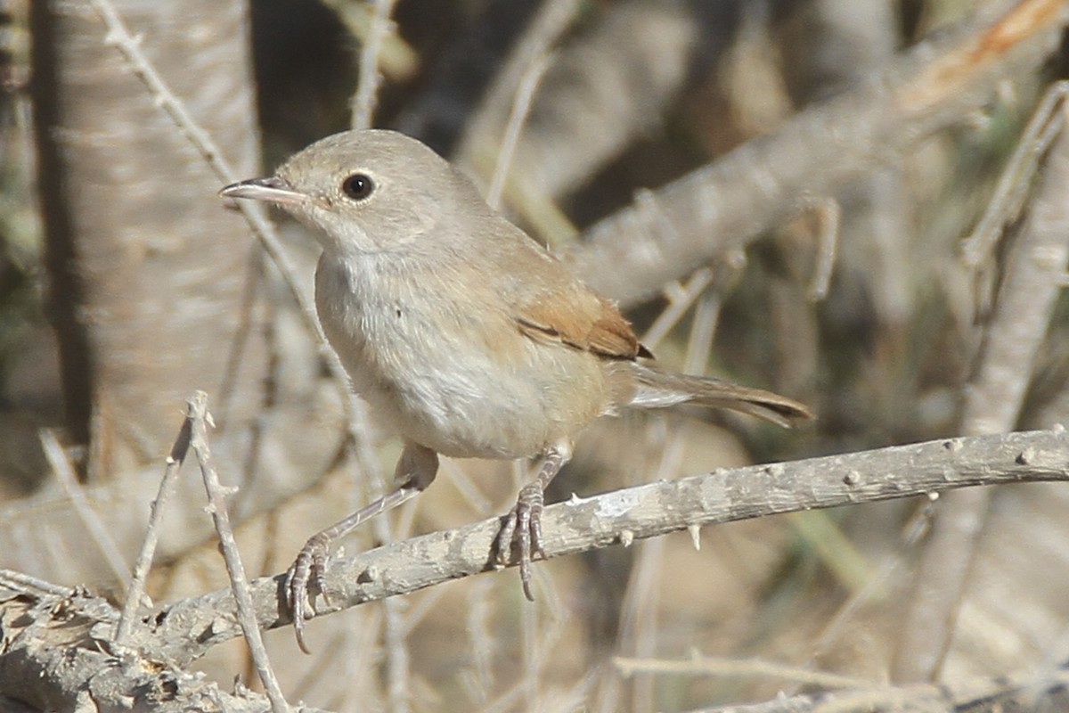 Spectacled Warbler - ML348451361