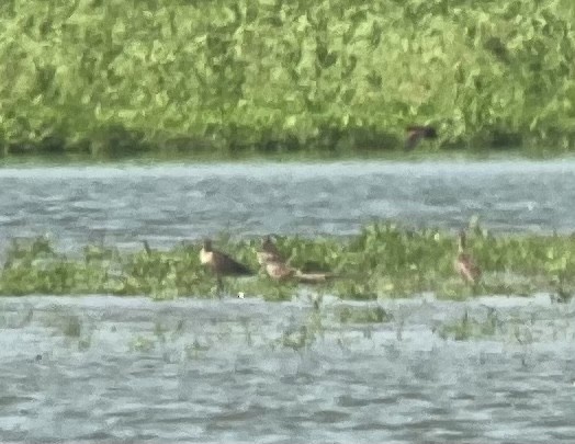 Marbled Godwit - ML348451721