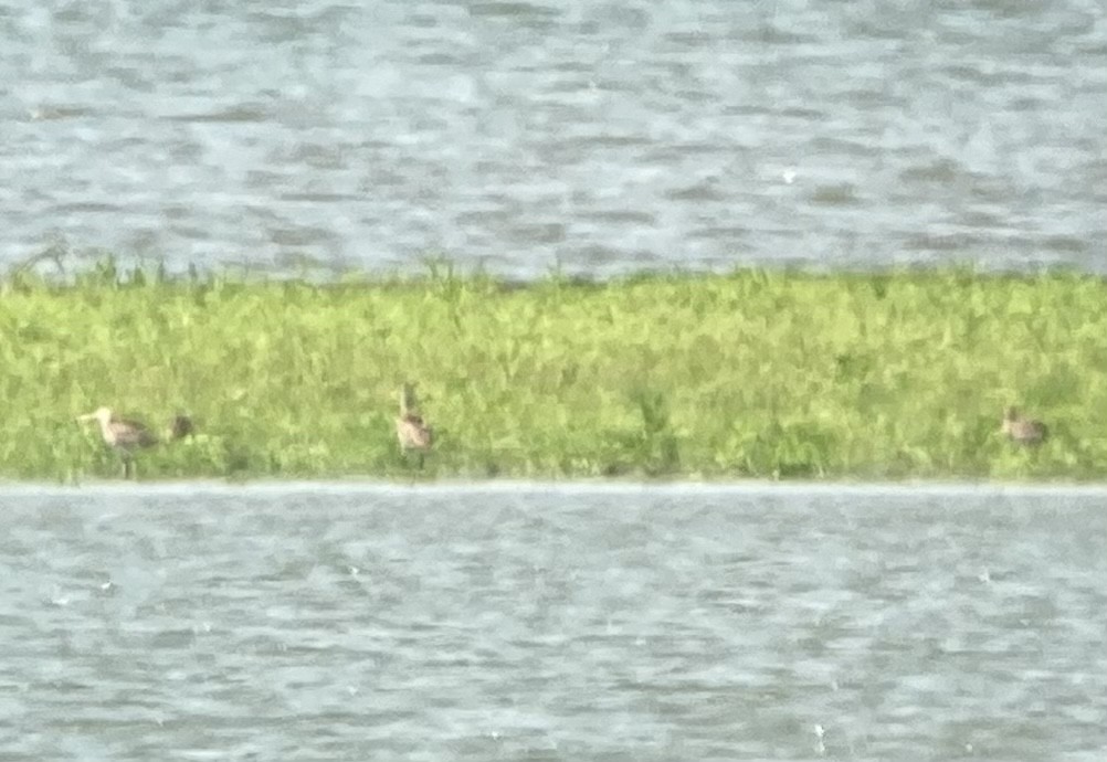 Marbled Godwit - Aaron  Brees