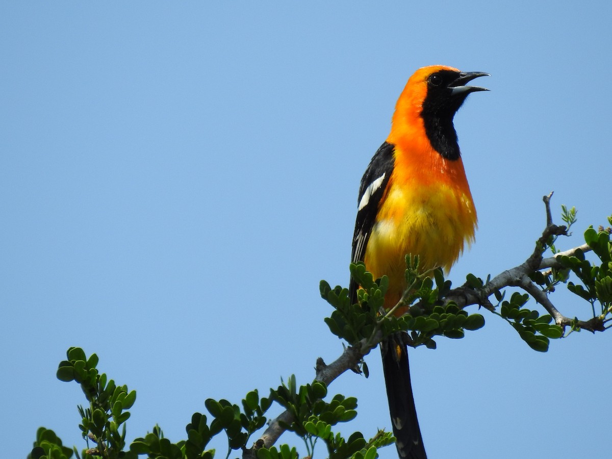 Hooded Oriole - ML348452421