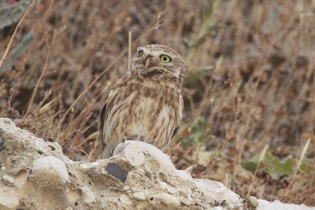 Little Owl - ML348452751