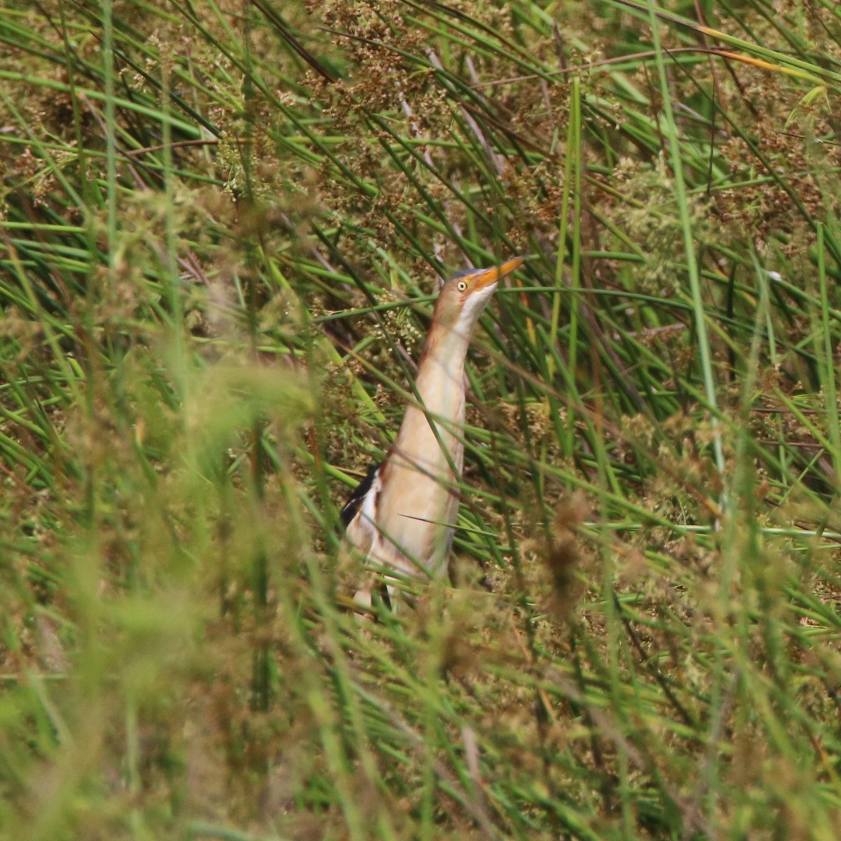 Least Bittern - ML348453081