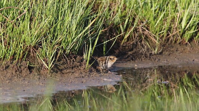 Saltmarsh Sparrow - ML348455781