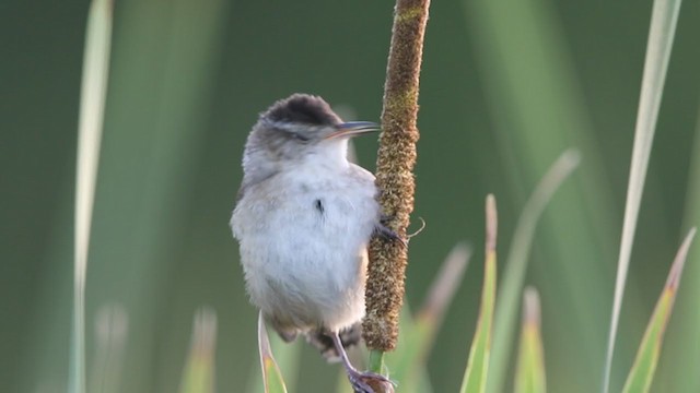 Marsh Wren (palustris Group) - ML348456191