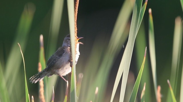 Marsh Wren (palustris Group) - ML348456551
