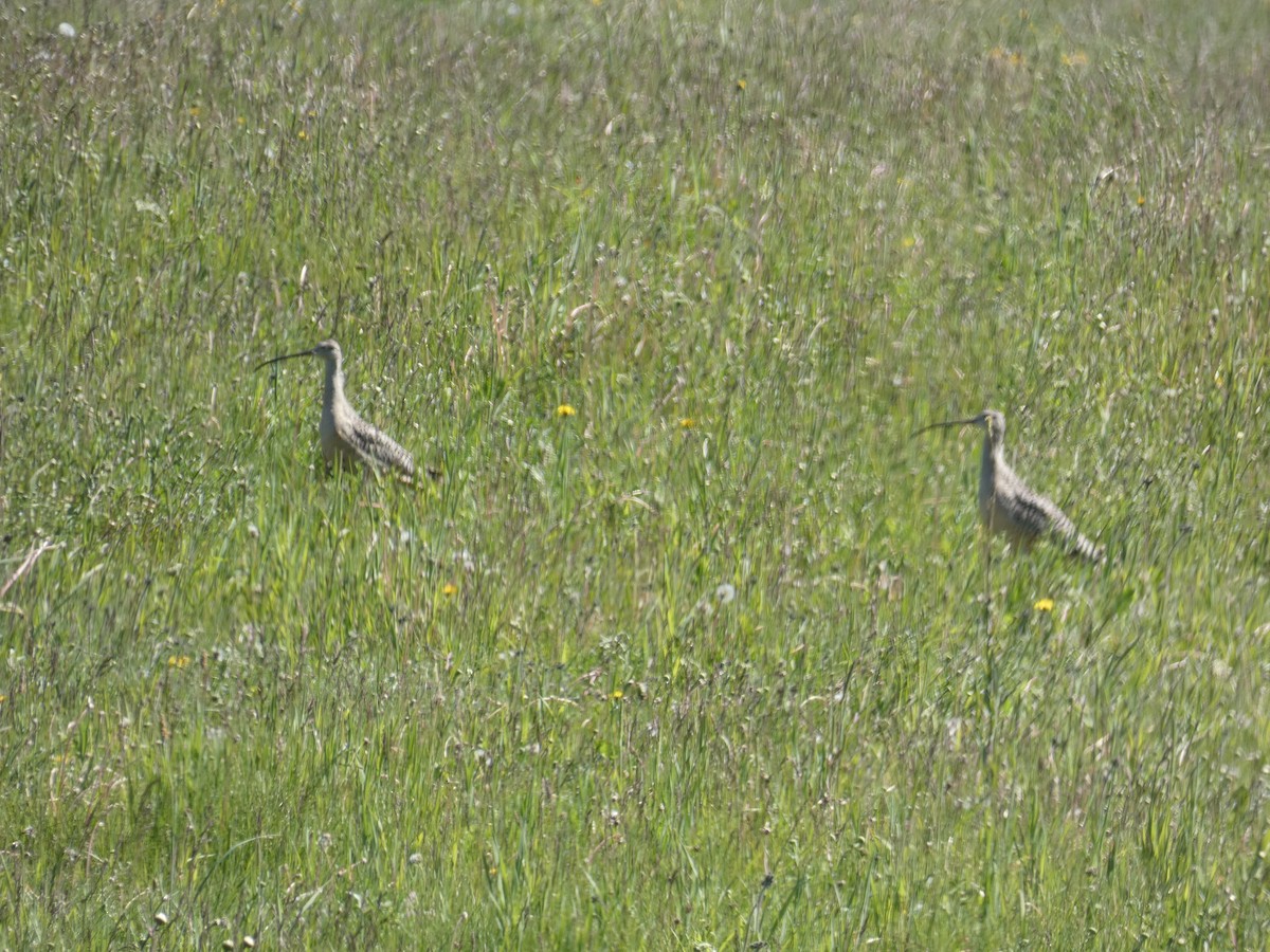 Long-billed Curlew - Lucie Parker