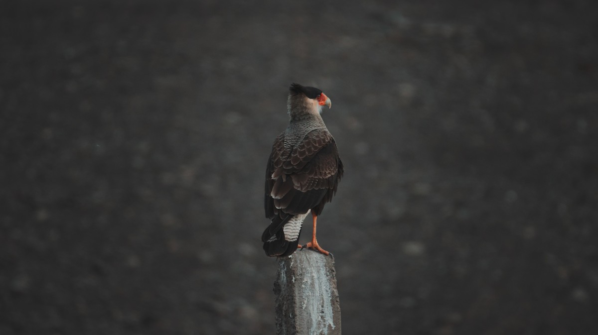 Crested Caracara (Southern) - ML348459831