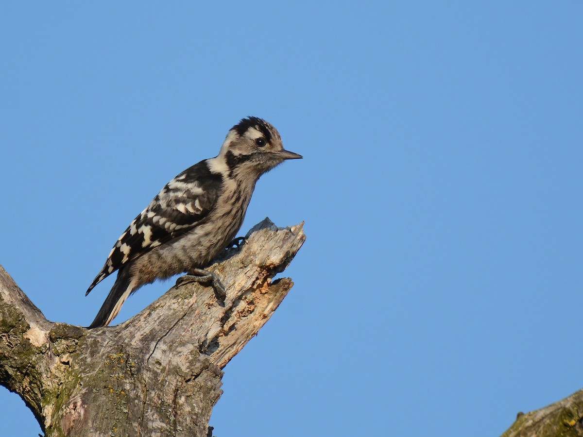 Lesser Spotted Woodpecker - ML348459951
