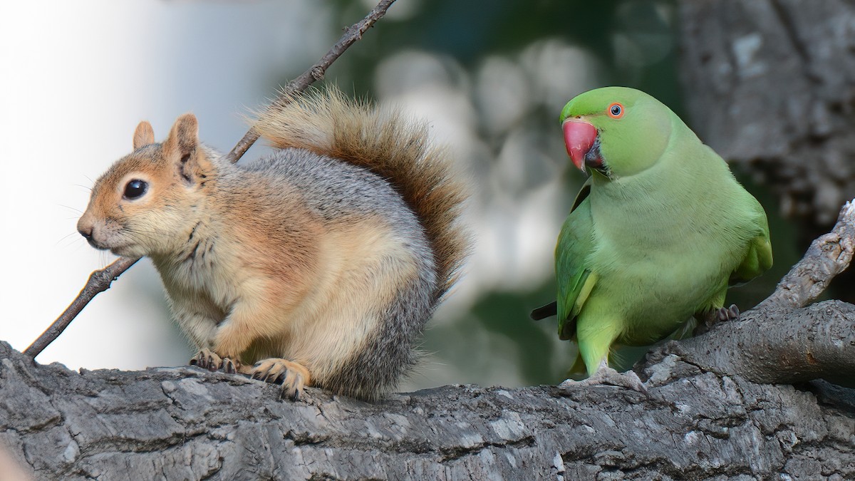 Rose-ringed Parakeet - ML348460031