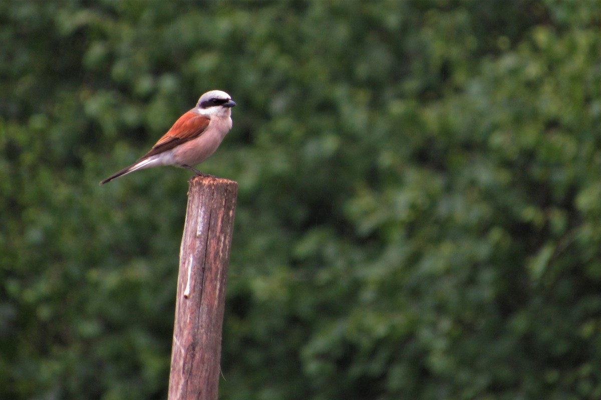 Red-backed Shrike - Paulo Alves